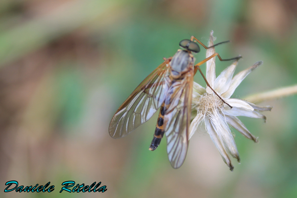Rhagionidae maschio, Rhagio cfr tringarius